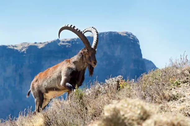 Bale Mountains: photo 3