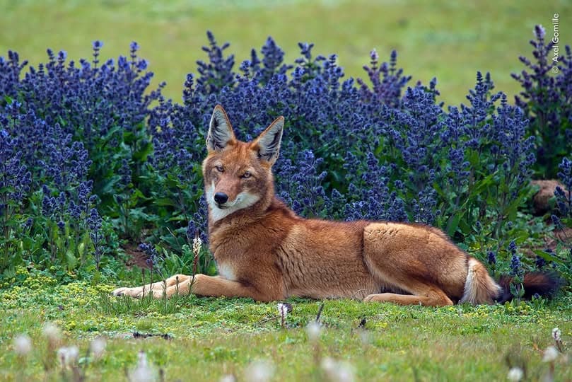 Ethiopian Wolf