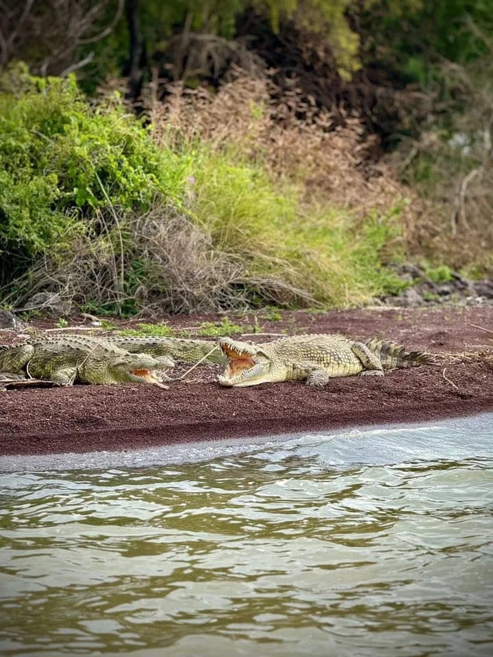 Lake & Wildlife Safari